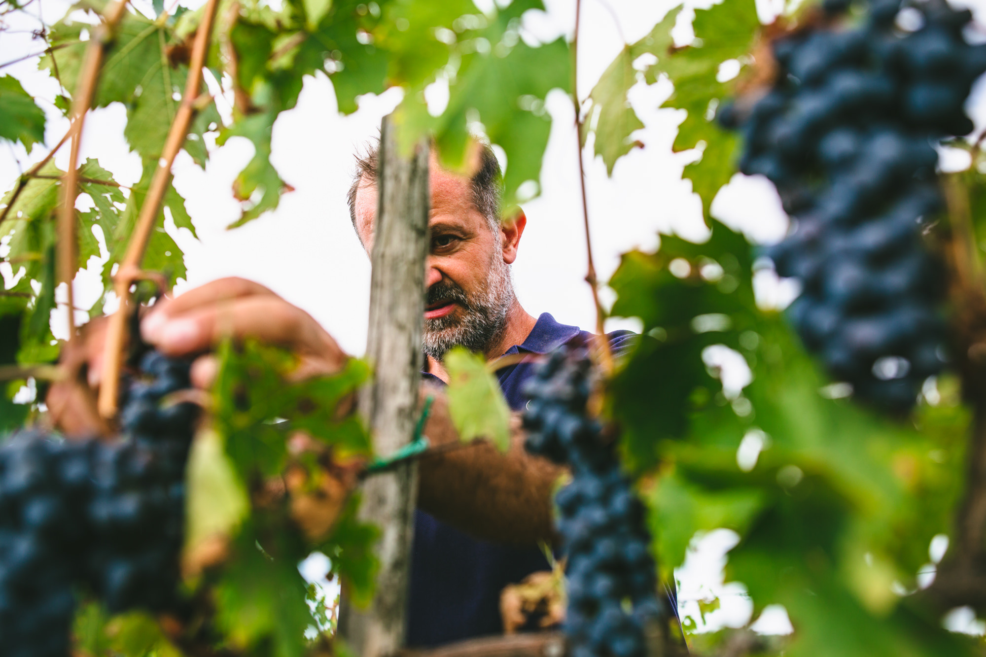 Wine, Olive Oil, Honey in the heart of Chianti between Florence and Siena